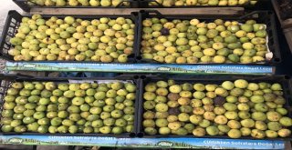 (Özel) Bitlis Ekonomisine İncir Ve Nar Desteği