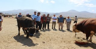 Aziziyede Kurban Bayramı Hazırlığı