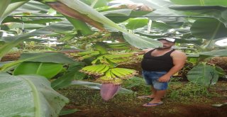 Kepezde De Muz Hasadı Başlayacak