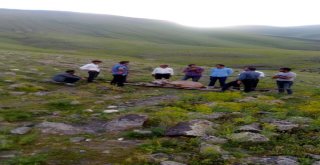 Ayağı Kırılan İneği Sedyeyle Taşıdılar