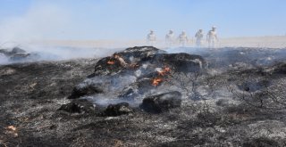 Bilecikte 3 Dönümlük Alan Yandı