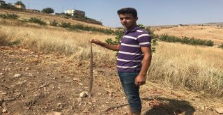 Köylülerin Yılan Tedirginliği