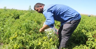 Siverekte İsot Hasadına Başlandı