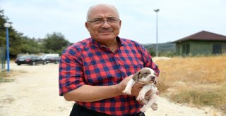 Kocamaz: Hayvanları Seven Tüm Dünyayı Sever