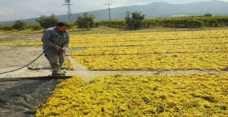 Üzümler Tarlalara Son Kez Serildi