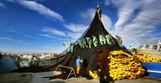 Tekirdağda Balık Sezonu Başlıyor