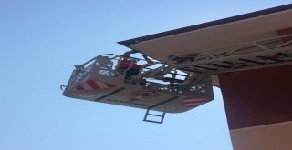 Apartmanın Çatısındaki Boşluğa Sıkışan Ebabil Kuşunu İtfaiye Kurtardı