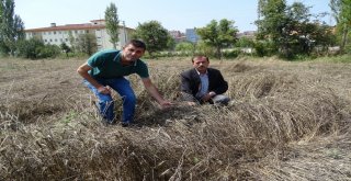 Yağış Nedeniyle Buğday Hasadı Yapılamıyor