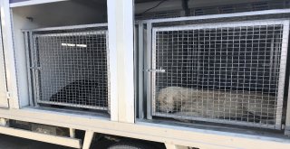 Tekin, Sağlık Sorunlarıyla Boğuşup Acı Bir Şekilde Hayatlarını Kaybetmekteler