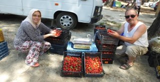 Kazdağı Çileği Üreticileri Sevindirdi