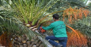 Aliağada Ağaçlara Kış Bakımı