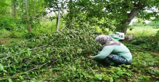 Vişneyi, Dallarını Budayarak Topluyorlar