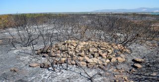 Didimdeki Yangın Faciasının Boyutu Gündüz Ortaya Çıktı