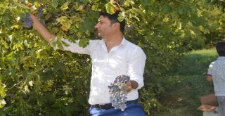 Sasonda Üzüm Hasadı Başladı