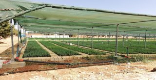 Adıyamanda Ağaçlandırma Çalışmalarına Hız Verildi