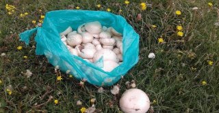 Çıldırda Mantar Bolluğu