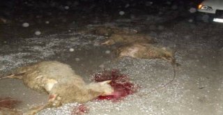 Kamyonet Koyun Sürüsüne Daldı: 35 Hayvan Telef Oldu