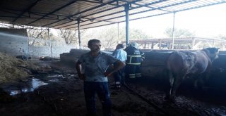 Hatayda Ahırda Yangın Çıktı