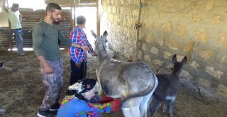 Mardinli Marilyn Manreo Eşek Sütü Sağdı