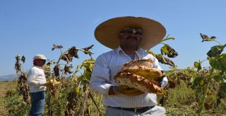 Tavas Ovasında Ayçiçeği Hasadı Başladı