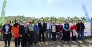 Samsunda Mısır Ve Patates Hasadı Tarla Günü