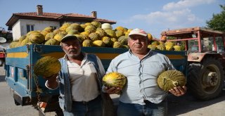 Çiftçiler Tütüncülüğü Bırakıp Kavuna Yöneliyor