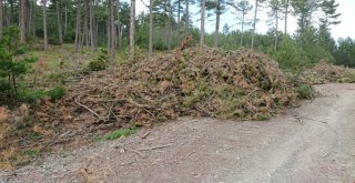 Orman Atıklarından Enerji Üretiliyor