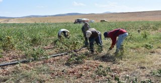 Bir Asırlık Kılıçlar Soğanının Hasadı Başladı