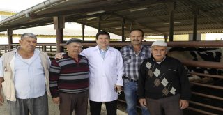 Milas Mezbahanesi Müdürü Barış Saylaktan Şarbon Açıklaması