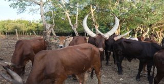 Zanzibarda Kurbanlıklar Kesime Hazır