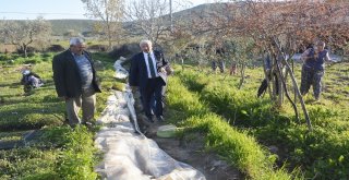 Torbalıda İncir Festivali