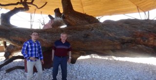 Osman Gazinin Salıncakta Sallandığı 12 Asırlık Çam Koruma Altında