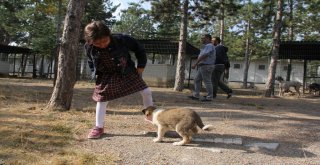 Çorumda Dünya Hayvanları Koruma Günü Etkinlikleri