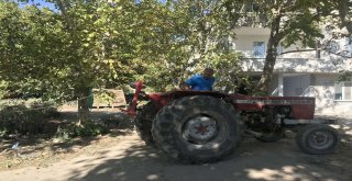 Adilcevazda Ceviz Hasadı Başladı