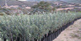 Manisada Arbequina Çeşidi Zeytin Fidanına İlgi Artıyor