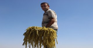 Dolar Pezik Turşusunu Da Vurdu