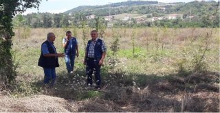 Beyazlı, Çaycuma Ve Perşembe Ormanlarında İnceleme Yaptı