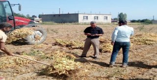 Tatvanda Kuru Fasulye Hasadı Başladı