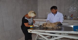 Barınakta Yakılmış Denilen Köpek Meğer Zifte Bulanmış