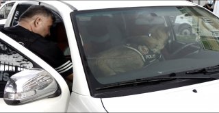 Bafra Didik Didik Arandı