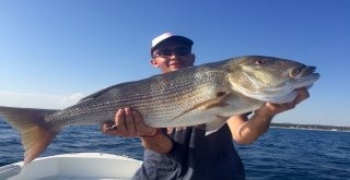 Saros Körfezinde Dev Sinarit Balığı