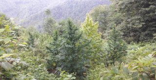 Jandarmadan Uyuşturucu Tacirlerine Şafak Baskını