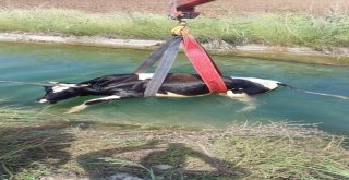 Adanada Sulama Kanalına Düşen İnek Kurtarıldı