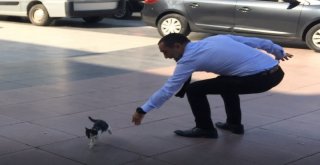 Manisa Valiliği Önünde Kedi Seferberliği