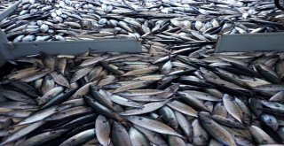 Tekirdağlı Balıkçılar Karadenizde Tonlarca Palamut Yakaladı