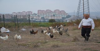 (Özel) Bu Tavuklar Kene Düşmanı