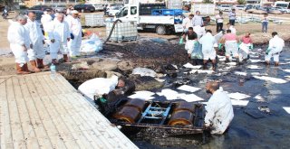 Foçadaki Çevre Felaketine İlişkin Genel Müdürlükten Açıklama