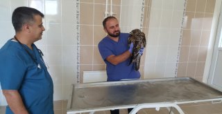 Ateşli Silahla Yaralanan Kızıl Şahin Tedavi Altına Alındı