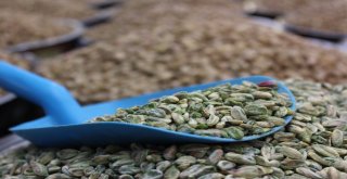 Antep Fıstığının Fiyatı Düşüyor