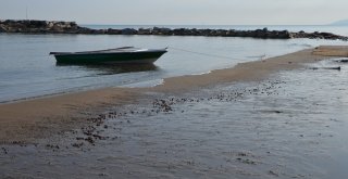 Orduda Sahile Fındık Vurmaya Devam Ediyor